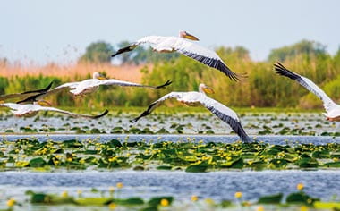 Pelicans flying over the Danube Delta, Romania